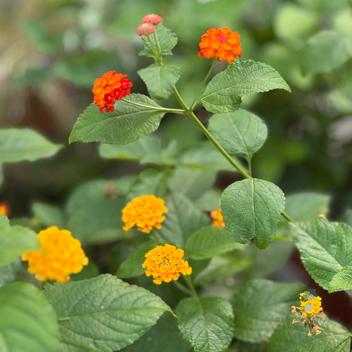 Λαντάνα Έρπουσα (Lantana montevidensis) | Ανθοφόρο Φυτό Εδαφοκάλυψης - 2